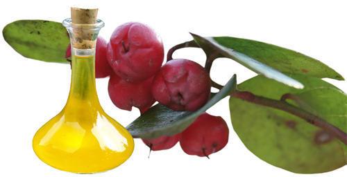 Wintergreen Oil