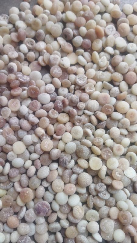 Yellow Nirmali Seeds, for Medicinal, Packaging Type : Plastic Pouch