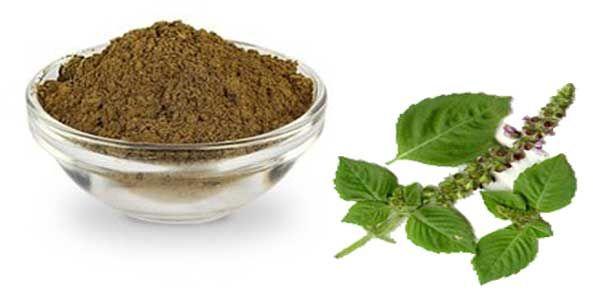 Tulsi Powder, for Confectioneries, Rice, Soups, Clinical, Personal, Fresh Fruit Juices, Packaging Type : Plastic Bottle
