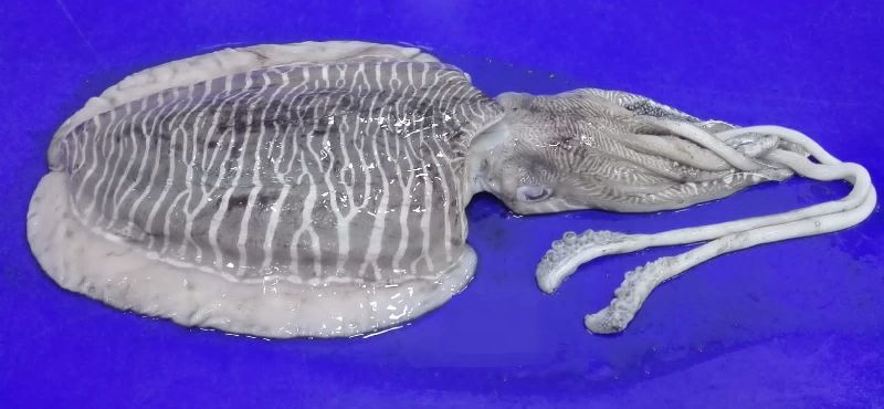 frozen cuttlefish