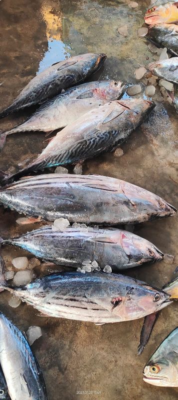 Fresh Big Tuna Fish, for Household, Mess, Restaurants, Packaging Type : Vacuum Pack