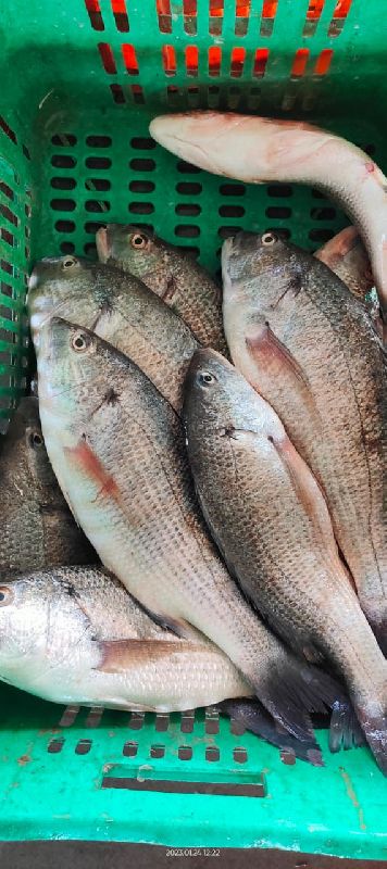 Fresh Chaya Fish, for Household, Mess, Restaurants, Packaging Type : Vacuum Pack