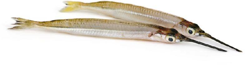 Fresh Garfish, for Household, Mess, Restaurants, Packaging Type : Vacuum Pack