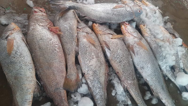 Fresh Ghol Fish