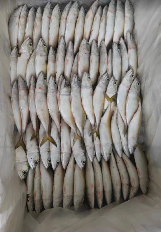 Fresh Indian Mackerel Fish, for Home, Hotel, Mess, Restaurant, Feature : High Nutrition, High Rich Protein