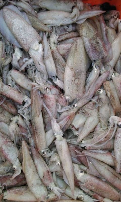 Fresh Narsinga Fish, for Household, Mess, Restaurants, Packaging Type : Vacuum Pack