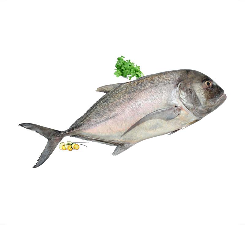 Fresh Parai Fish, for Household, Mess, Restaurants, Packaging Type : Vacuum Pack