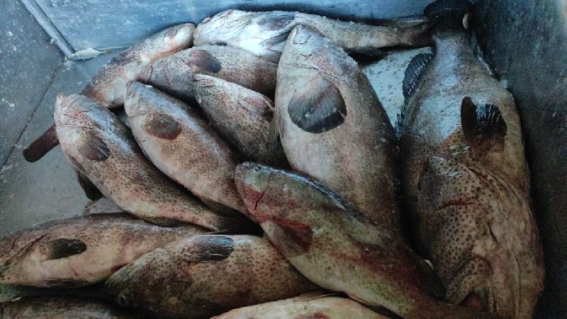 Fresh Red Grouper Fish, for Human Consumption, Feature : Good Protein
