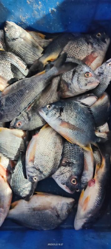 Fresh Sea Bream Fish, Shelf Life : 1week
