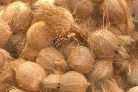 Natural Semi Husked Coconut, for Freshness, Available Grades : B Grade