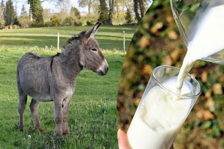 Healthy Donkey Milk, Purity : 98%