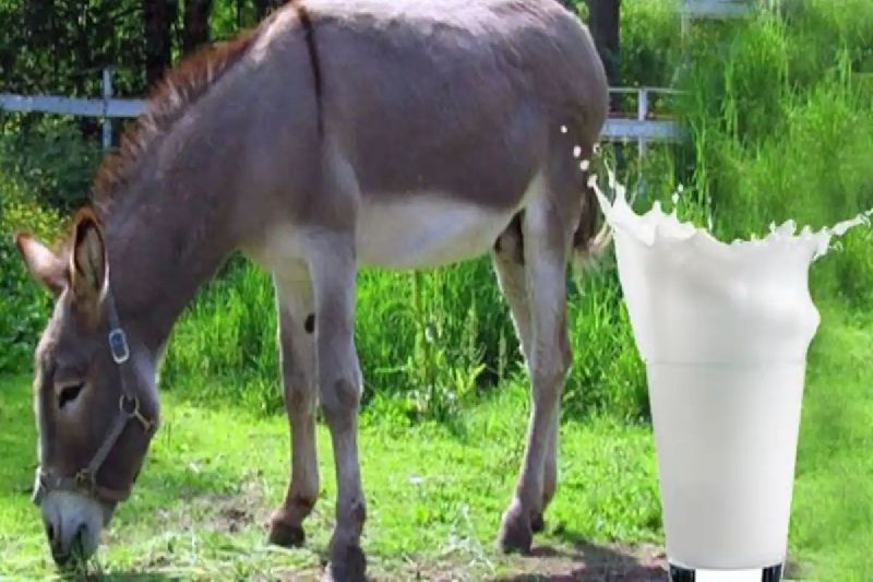 Pure Donkey Milk, Purity : 95%