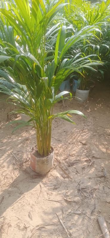 Areca palm plant, for Outdoor Indoor, Size : 10/10