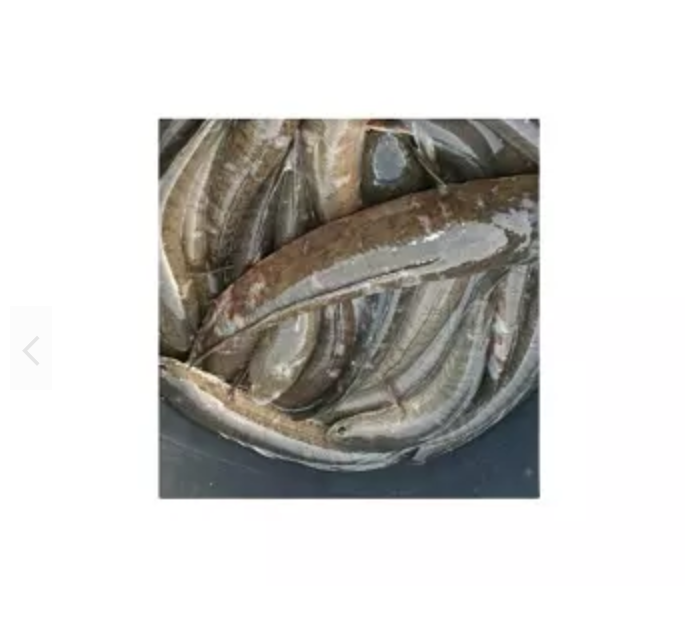 frozen snakehead fish, Type Soya Chaap Orange Chem Traders, Delhi