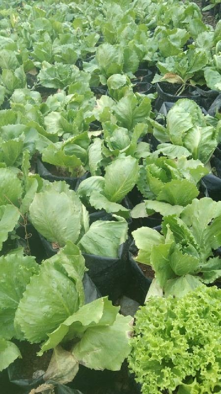 Organic lettuce iceberg grow bag, for Cooking, Farming, Feature : Healthy