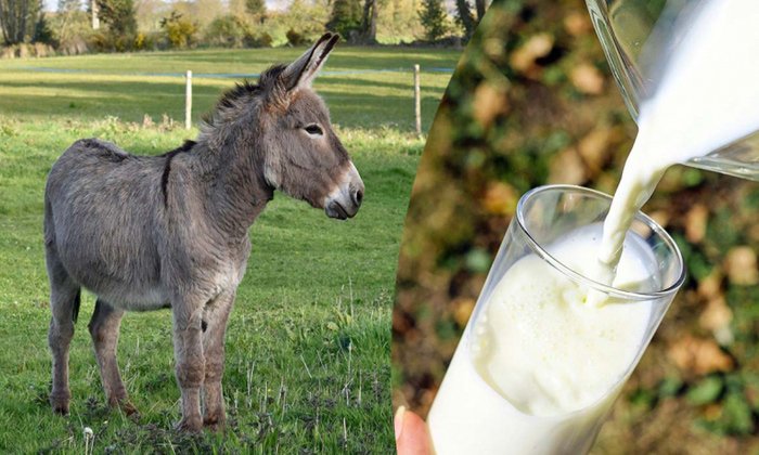 donkey milk