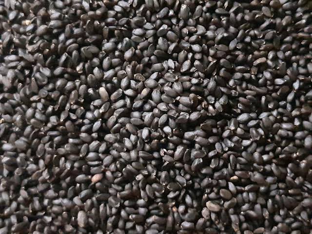 Organic basil seeds, Packaging Size : 20-30kg