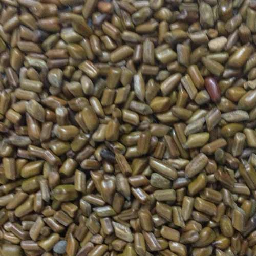 Organic Cassia Tora Seeds, Packaging Type : Plastic Packet