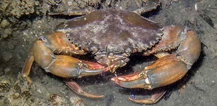 Fresh crab, for Household, Restaurant, Grade : AA
