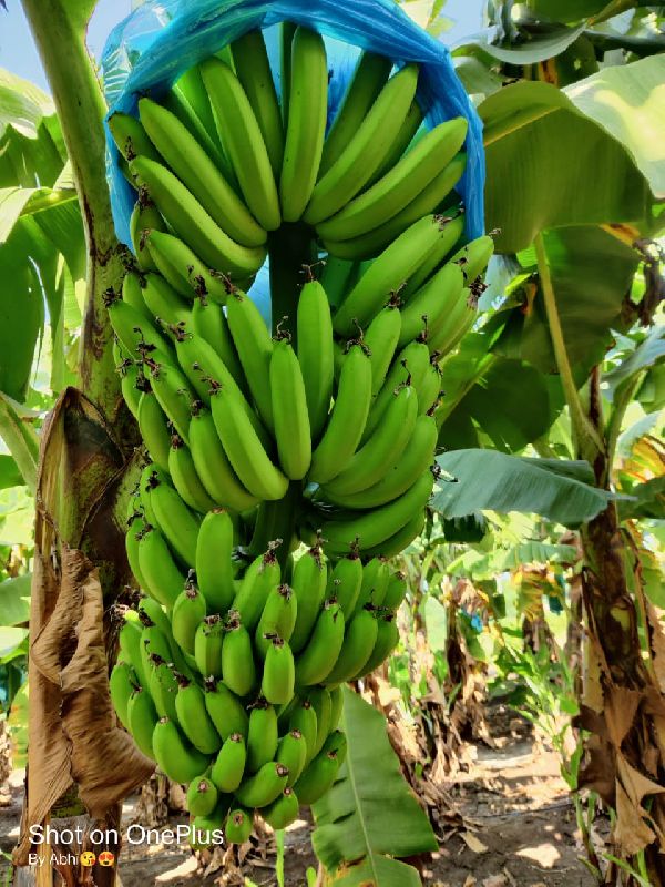Gajananfood Enterprise Common Banana, Packaging Size : 10 Kg