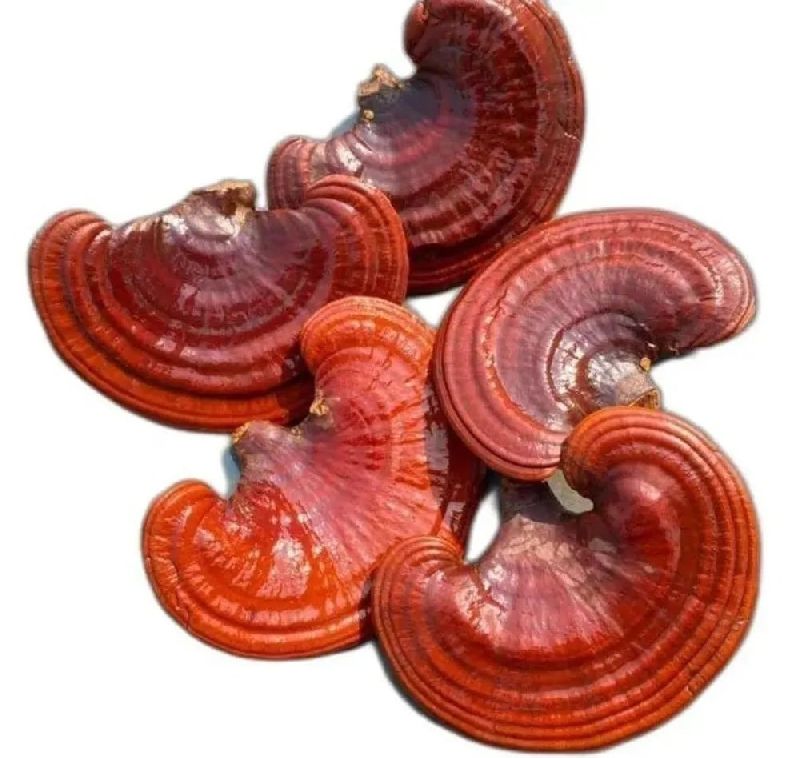 Dry Ganoderma Mushroom