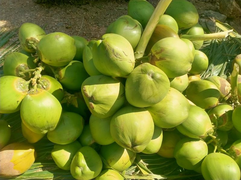 Organic Green fresh tender coconut, for Cooking, Packaging Type : Jute Bags