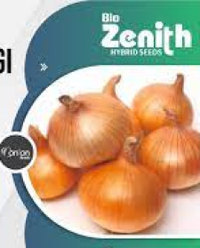 Hybrid Fursungi Onion Seeds