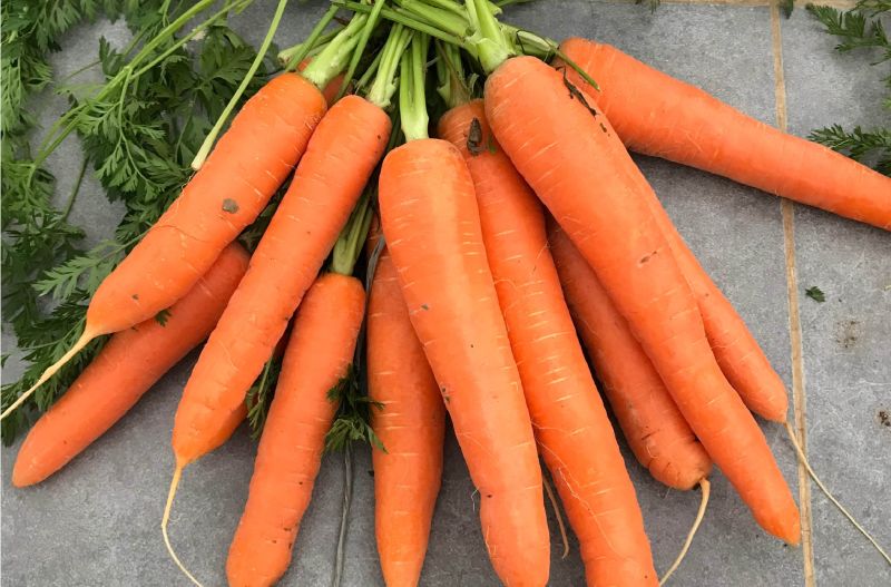 Orange Natural Nantes Hybrid Carrot Seeds, for Agriculture, Style : Dried