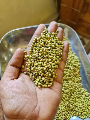 Dried Coriander Seed