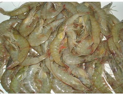 25 Kg Headless Frozen Vannamei Shrimp, Packaging Type : Box