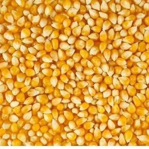 Yellow Maize Seeds, for Human Consumption, Cattle Feed, Packaging Type : PP Bag