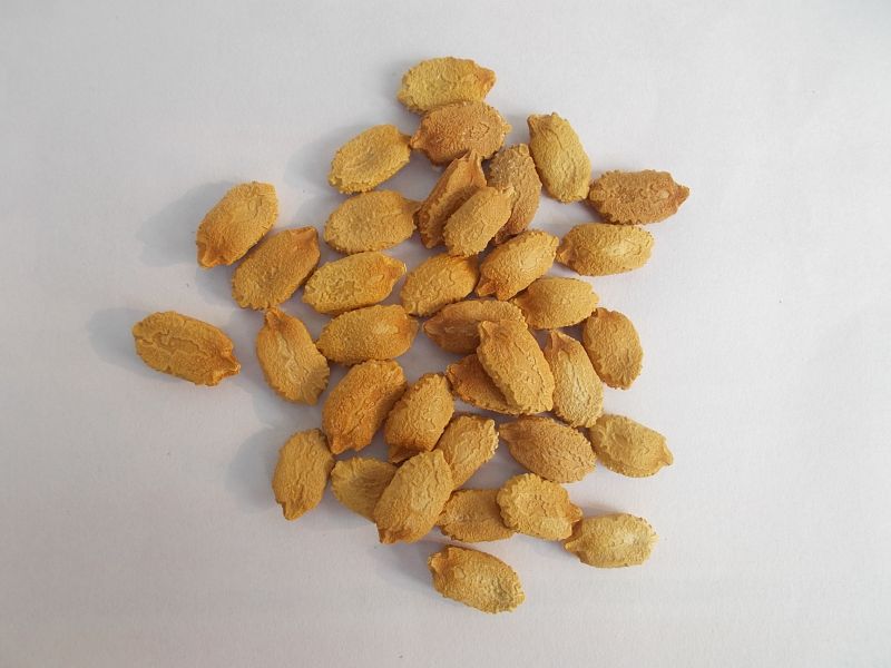 Yellow Raw Natural Bitter Gourd Seeds, for Seedlings, Packaging Type : Bag