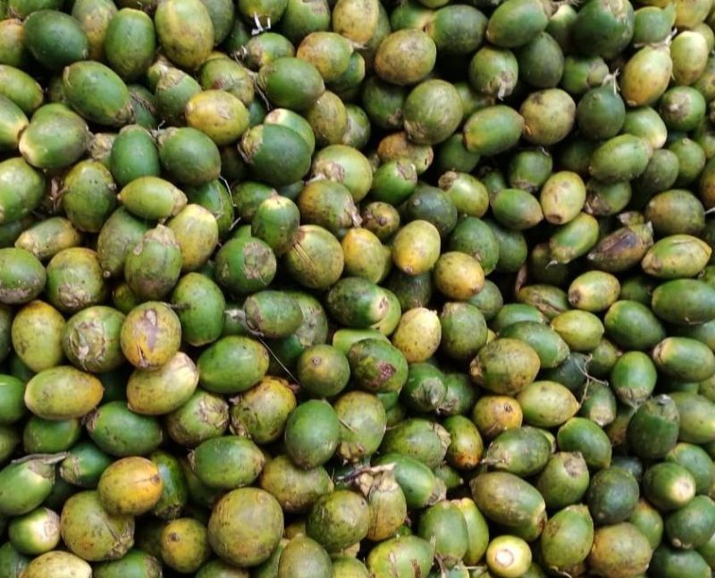 Common Green Betel Nuts, Packaging Type : Bag