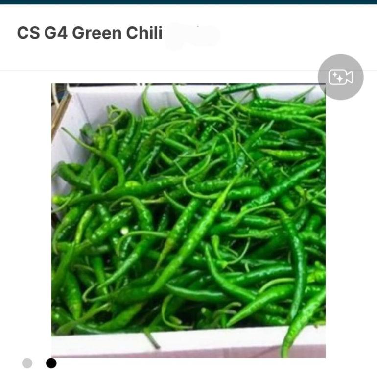 Green Chilli, For Cooking, Quality Available : A Grade
