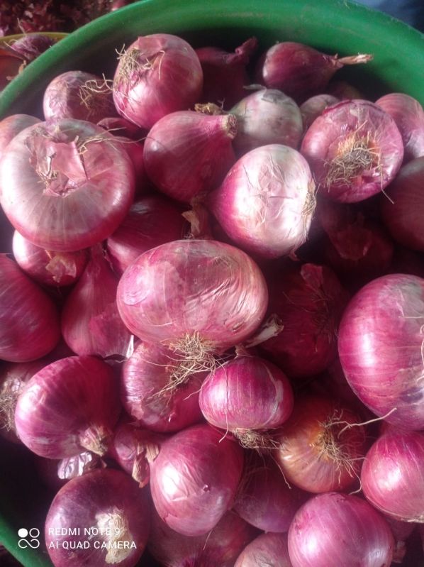 Onions, Quality Available : A Grade