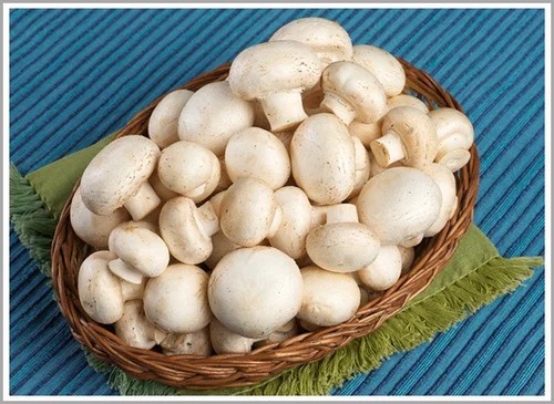 Fresh mushroom, Shelf Life : 3-7days