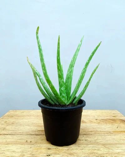 Natural Green Aloe Vera Plant, Grade : Superior, Feature : Long Term Freshness, Insect Free, Easy To Grow