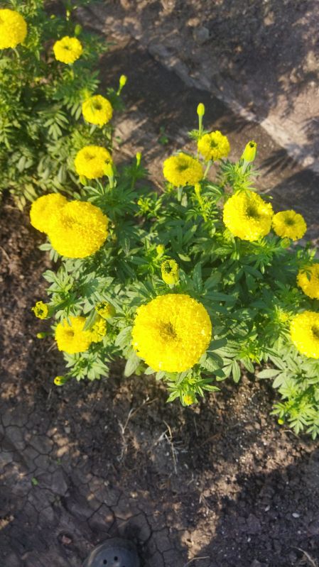 Natural marigold flowers, Color : Yellow