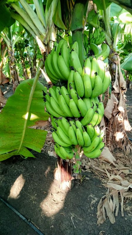 Organic banana, Packaging Size : 5 Kg