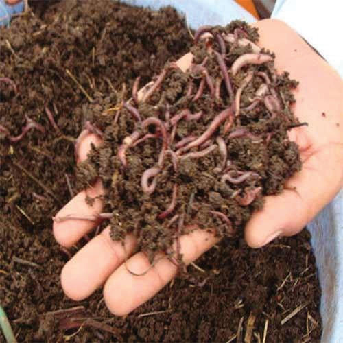 Brown GrowIt Organic Earthworm Vermicompost Fertilizer, for Agriculture, Packaging Type : Plastic Bag