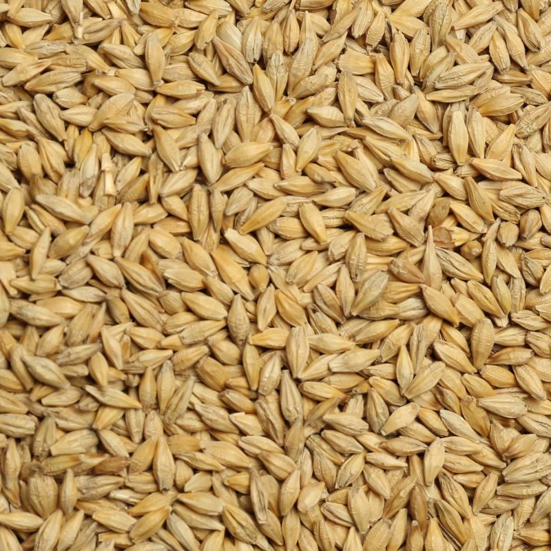 Brown Organic Natural Barley Seeds, Style : Dried