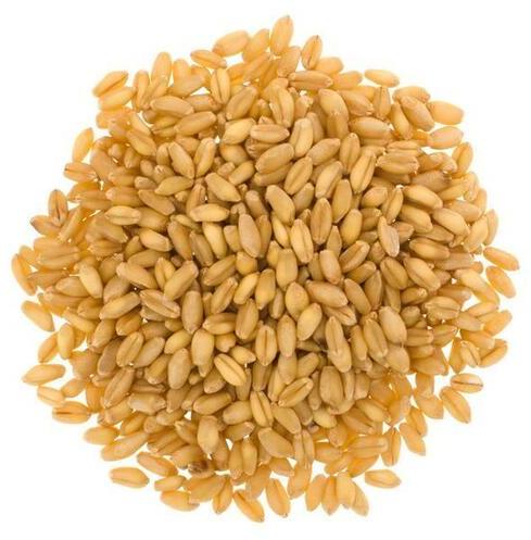 Organic Wheat Seeds, Style : Dried