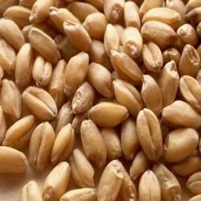 Brown Organic Raw Wheat Seeds, Purity : 100%