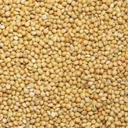 Organic Yellow Bajra Seeds, Style : Dried