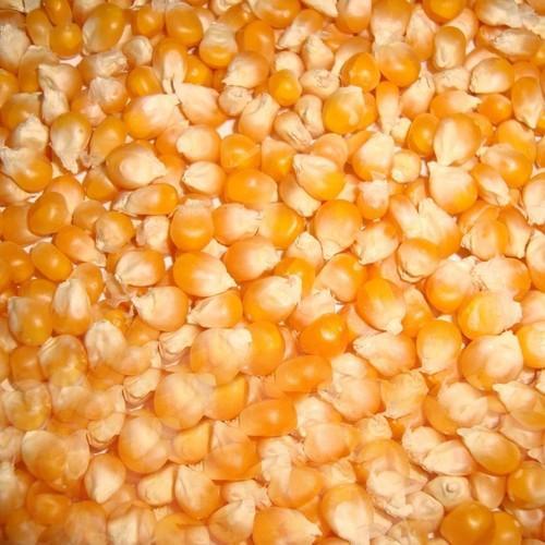 Organic Yellow Maize Seeds, For Making Popcorn, Human Food, Style : Dried