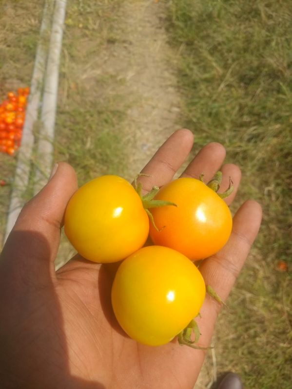 Fresh Tomato, For Cooking, Shelf Life : 5-10 Days