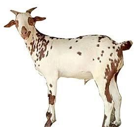 Barbari Goat, for Meat, milk