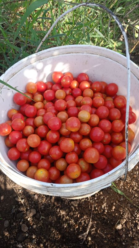 Organic cherry tamatar, Packaging Size : 10 Kg