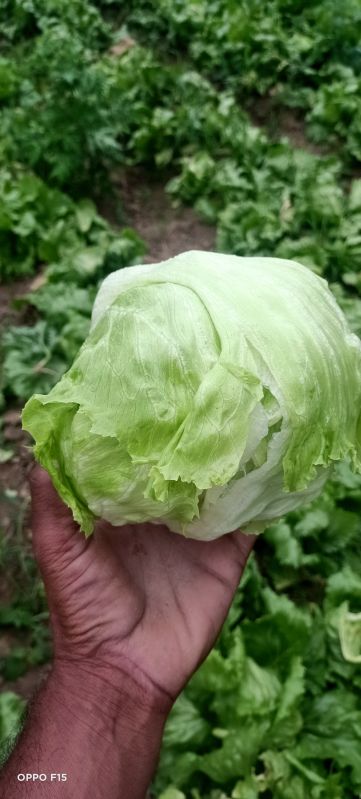 Lettuce iceberg, for Cooking, Packaging Type : Sack Bag