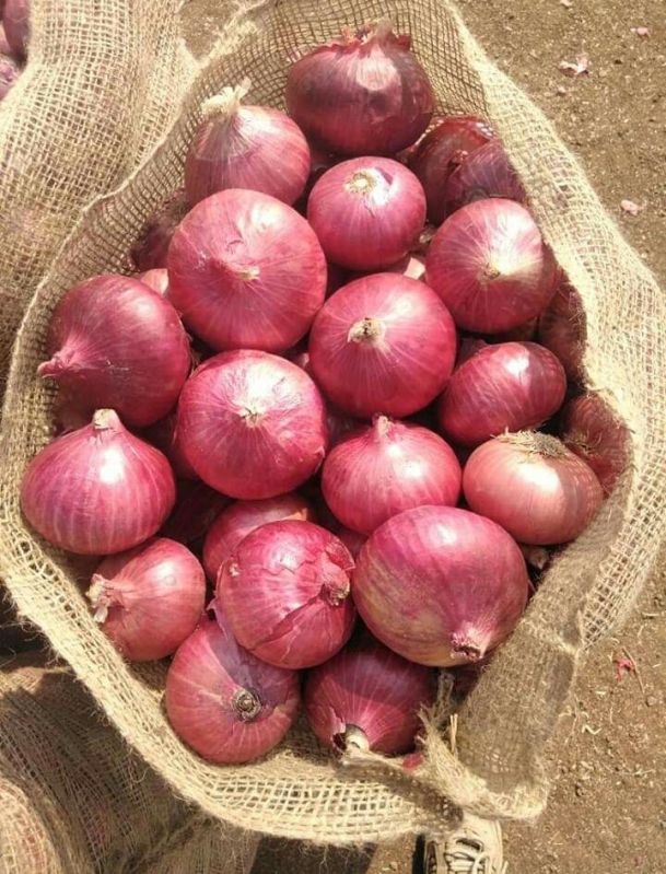 Indian big red onion, Packaging Size : 20kg